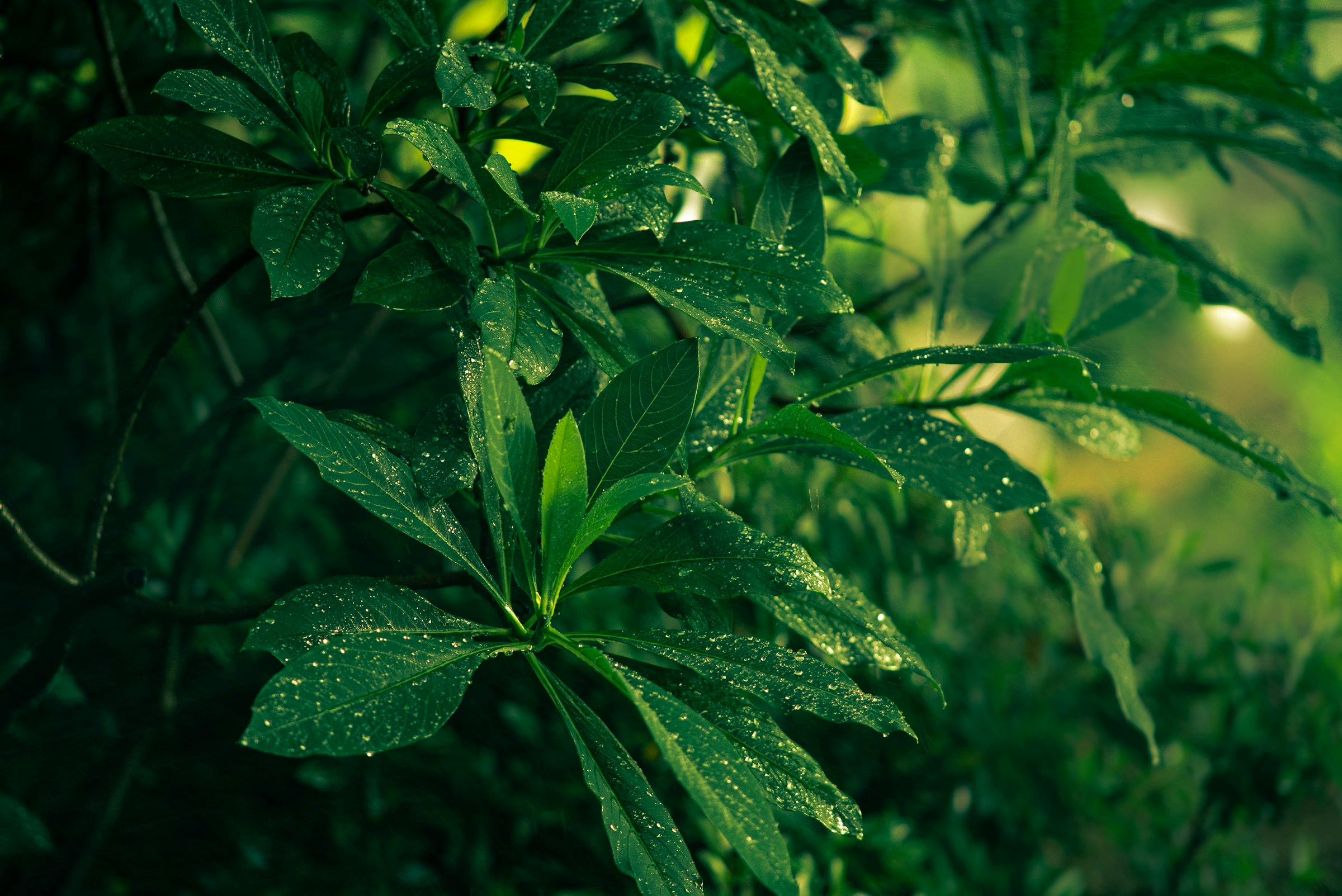 Lush green leaves with water droplets illustrating environmental health